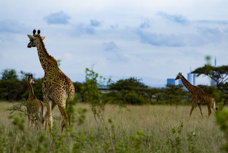 Romantic Getaway at Amboseli National Park